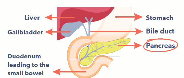 A diagram of part of the digestive system highlighting the pancreas. The liver, stomach, gallbladder, bile duct and duodenum are also labelled.