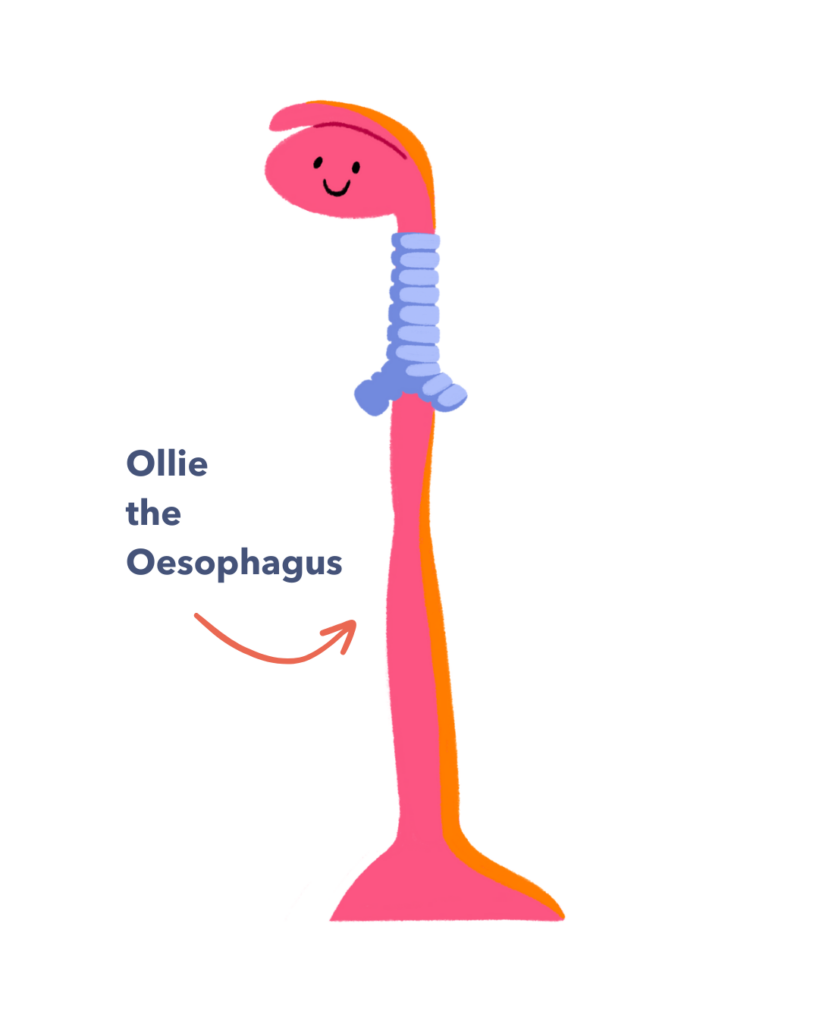 Guts UK's illustrated brand character, Ollie the Oesophagus, smiling.