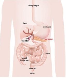 Diagram of the pancreas and other body organs