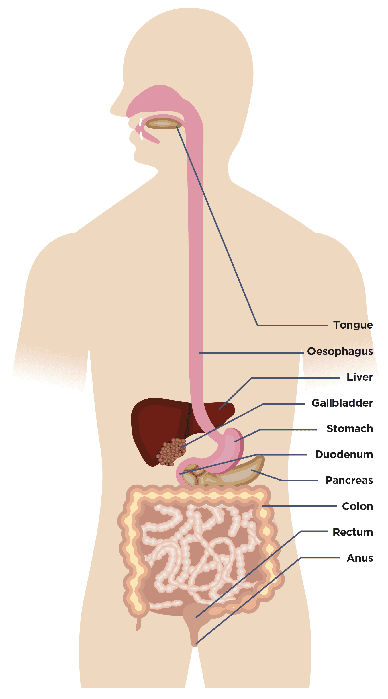 Healthy Eating and the Digestive System - Guts UK