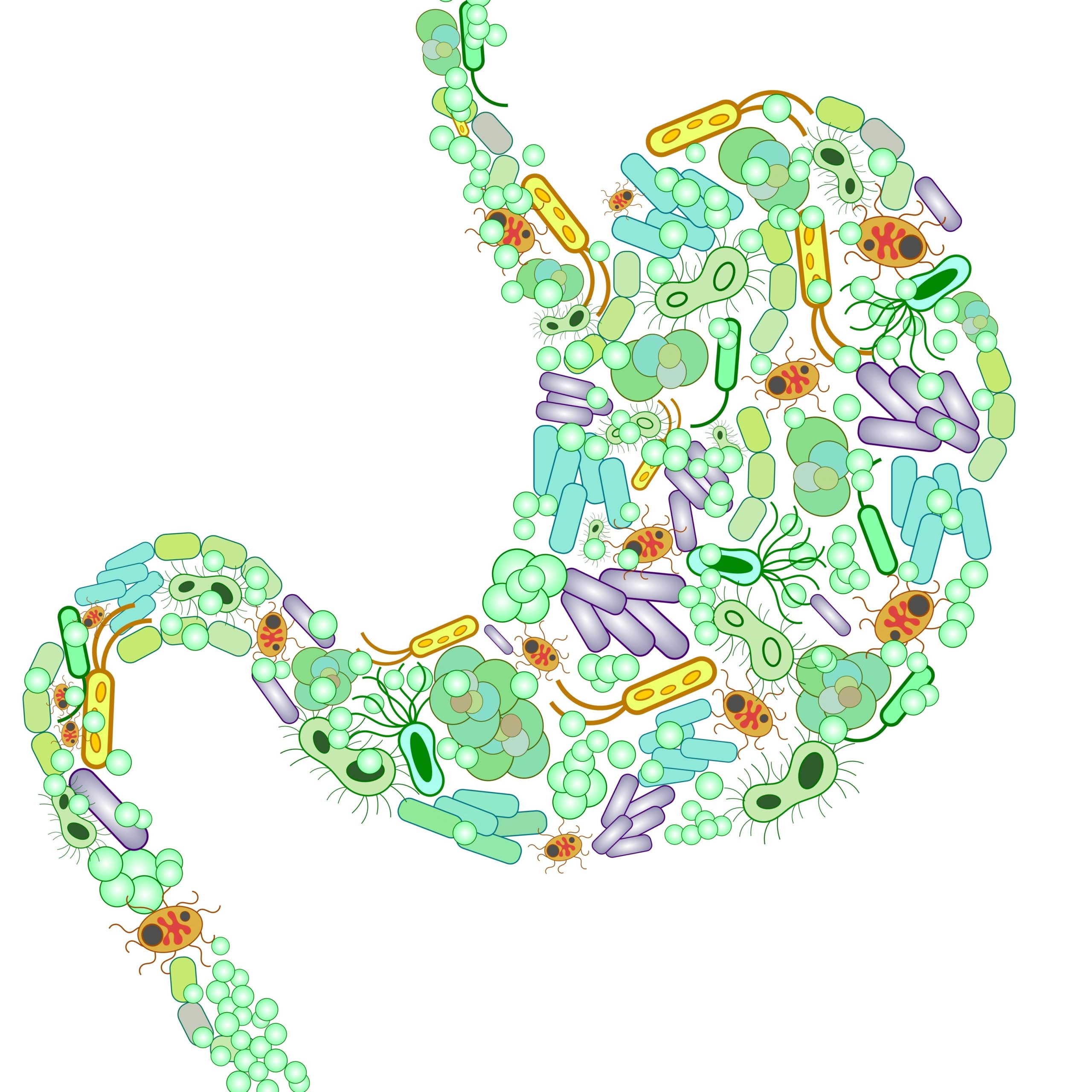 Introduction To Gut Bacteria Guts UK