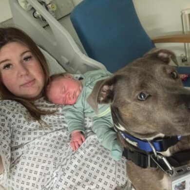 Amee is propped up in a hospital bed wearing a hospital gown, holding her baby and her assistance dog, a grey Staffy called Belle, is also in the photo.