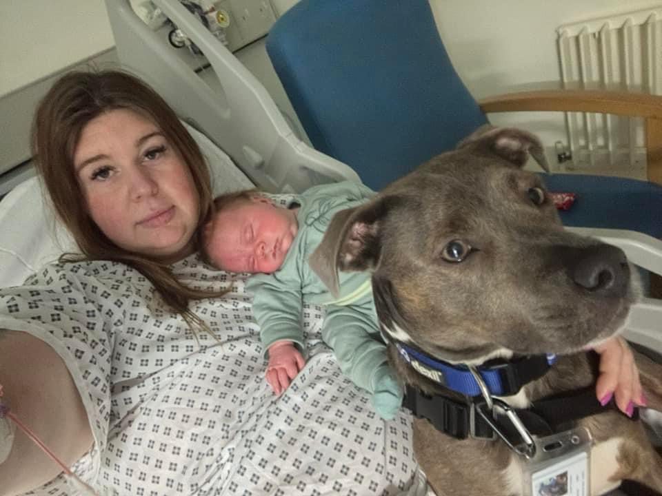 Amee is propped up in a hospital bed wearing a hospital gown, holding her baby and her assistance dog, a grey Staffy, is also in the photo
