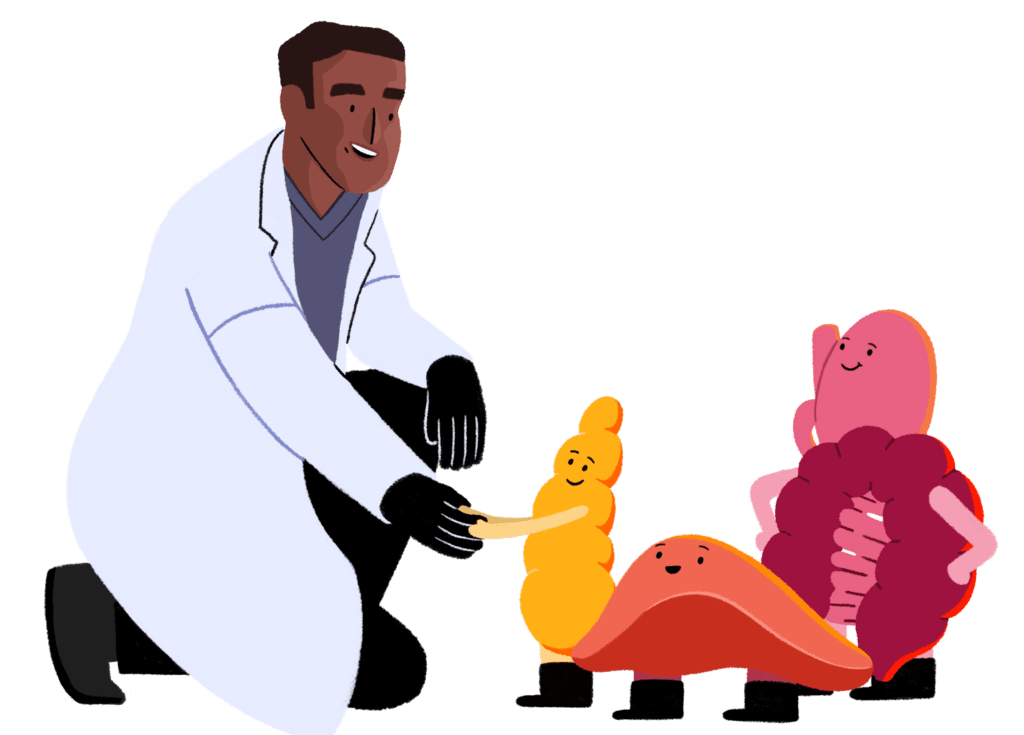 An illustration of a researcher greeting a pancreas, liver and gut.