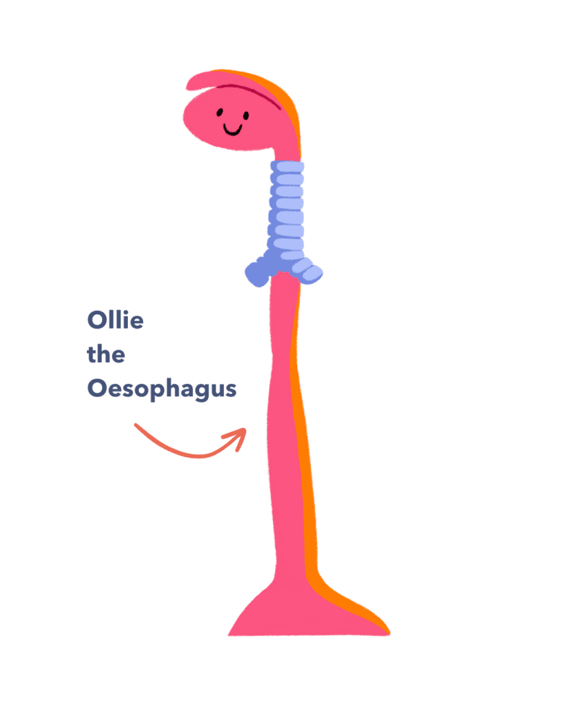 Guts UK's illustrated brand character, Ollie the Oesophagus, smiling.